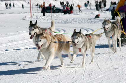 dogsledding